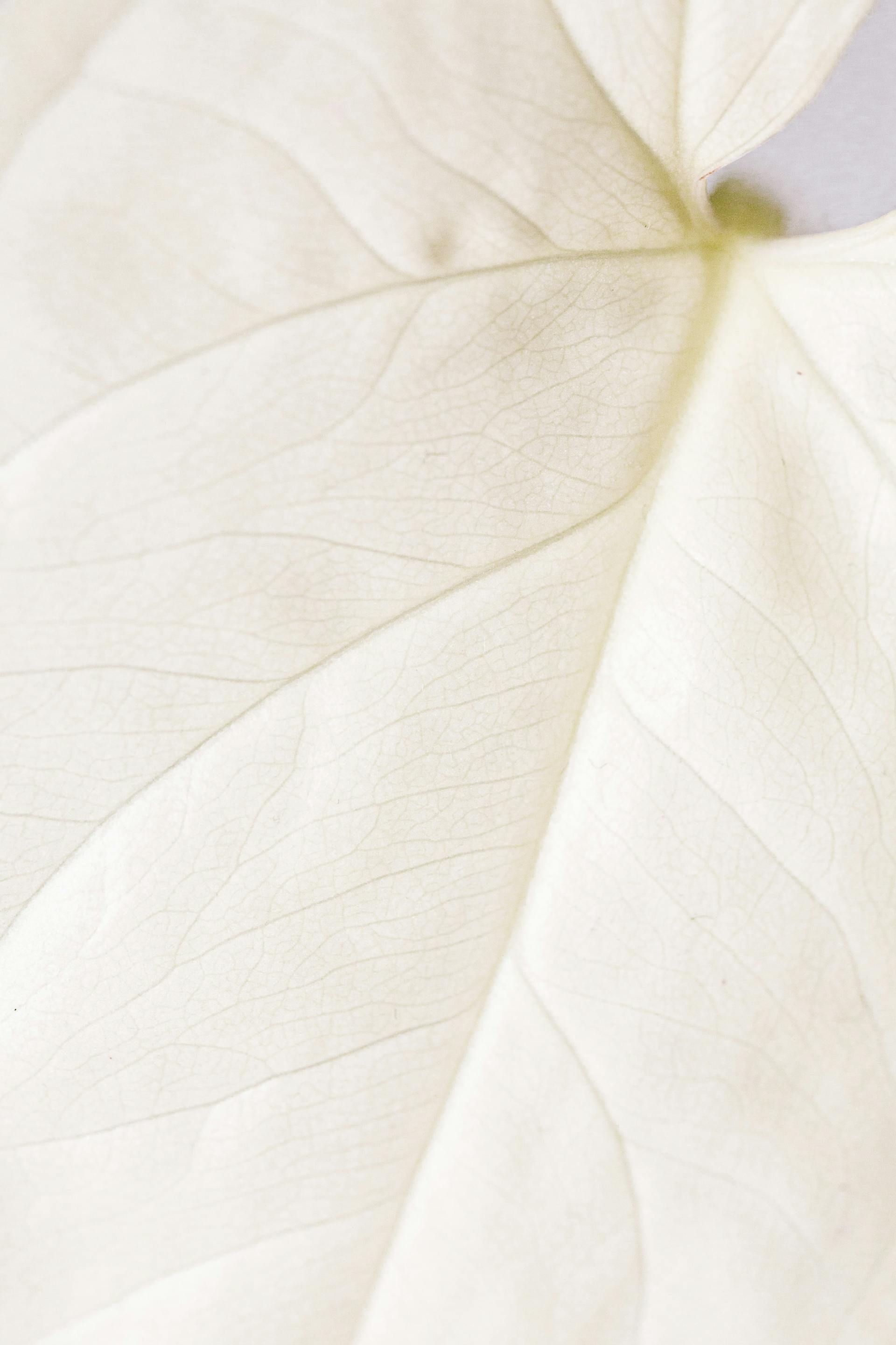 A white leaf used as background for Invoicing.mu