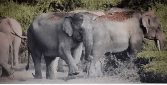 herd of Asian elephants (Elephas maximus) moving through an elephant corridor in Kaziranga National Park