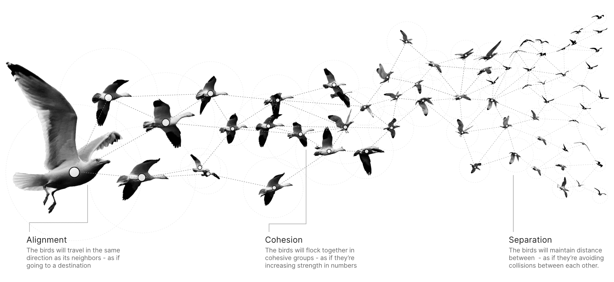 The boid algorithm is an artificial life program, developed by Craig Reynolds in 1986, which simulates the flocking behavior of birds using three simple rules...