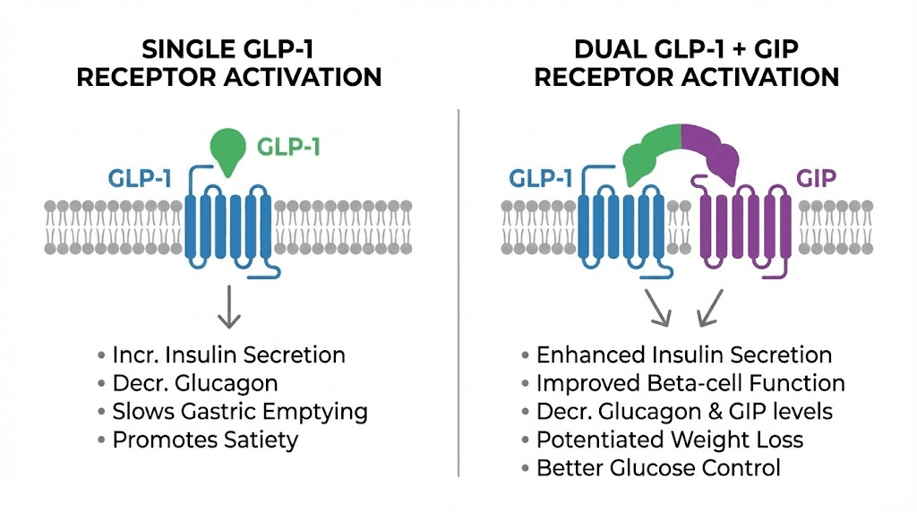 GLP-1 single receptor versus dual GLP-1 GIP receptor mechanism comparison diagram