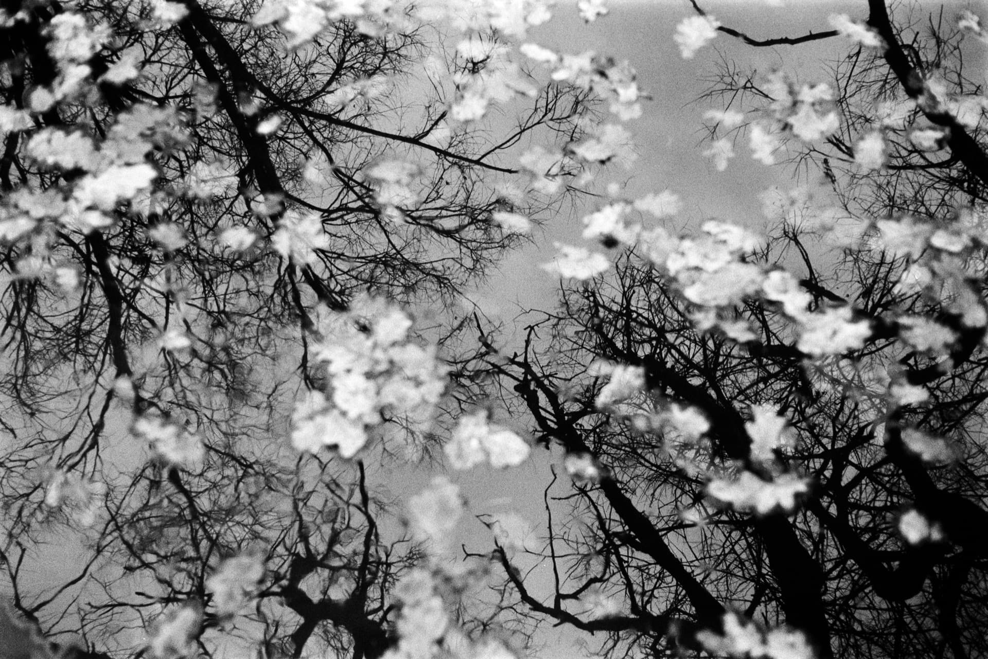 Floating oak leaves on water with reflection of bare tree branches creating layered image