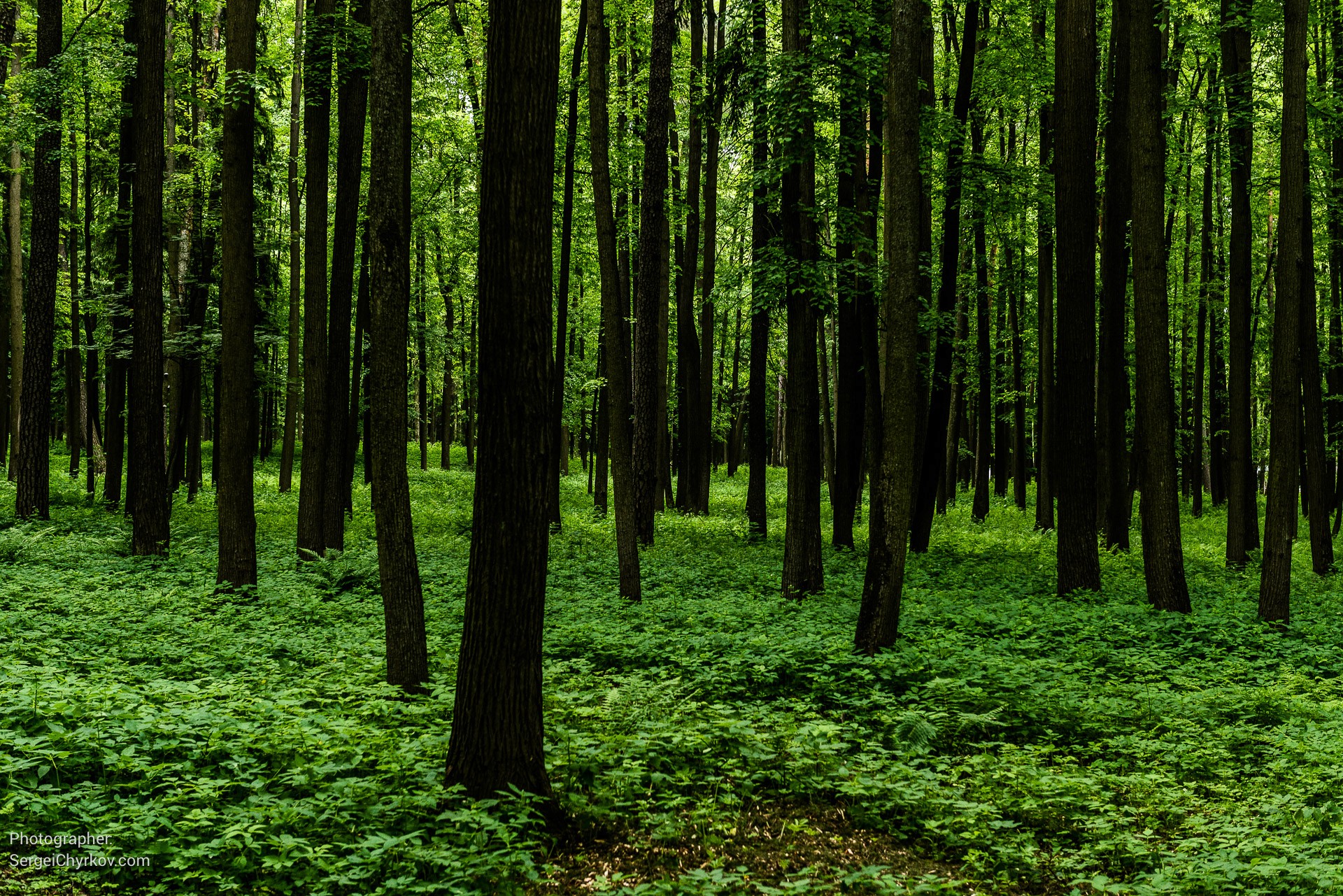 Усадьба Архангельское. Фотограф Сергей Чирков