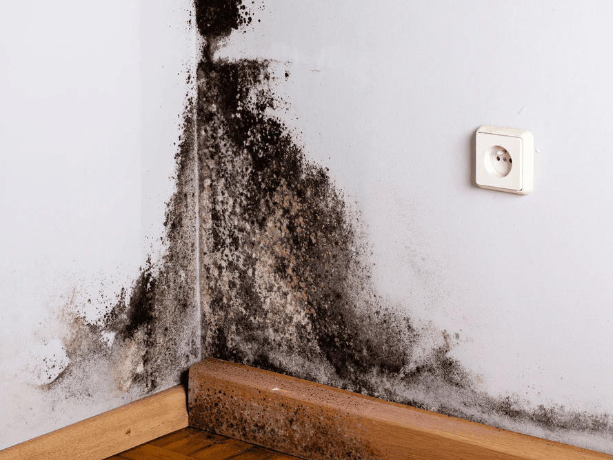 A Brief Guide to Mold, Moisture and Your Home | General Rot Repair