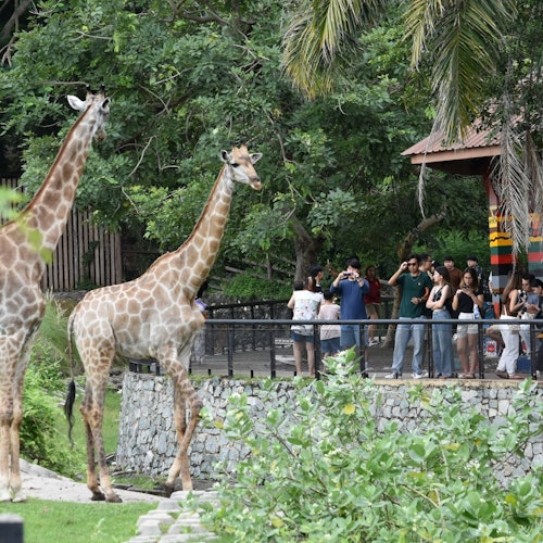 Khao Kheow Open Zoo Pattaya