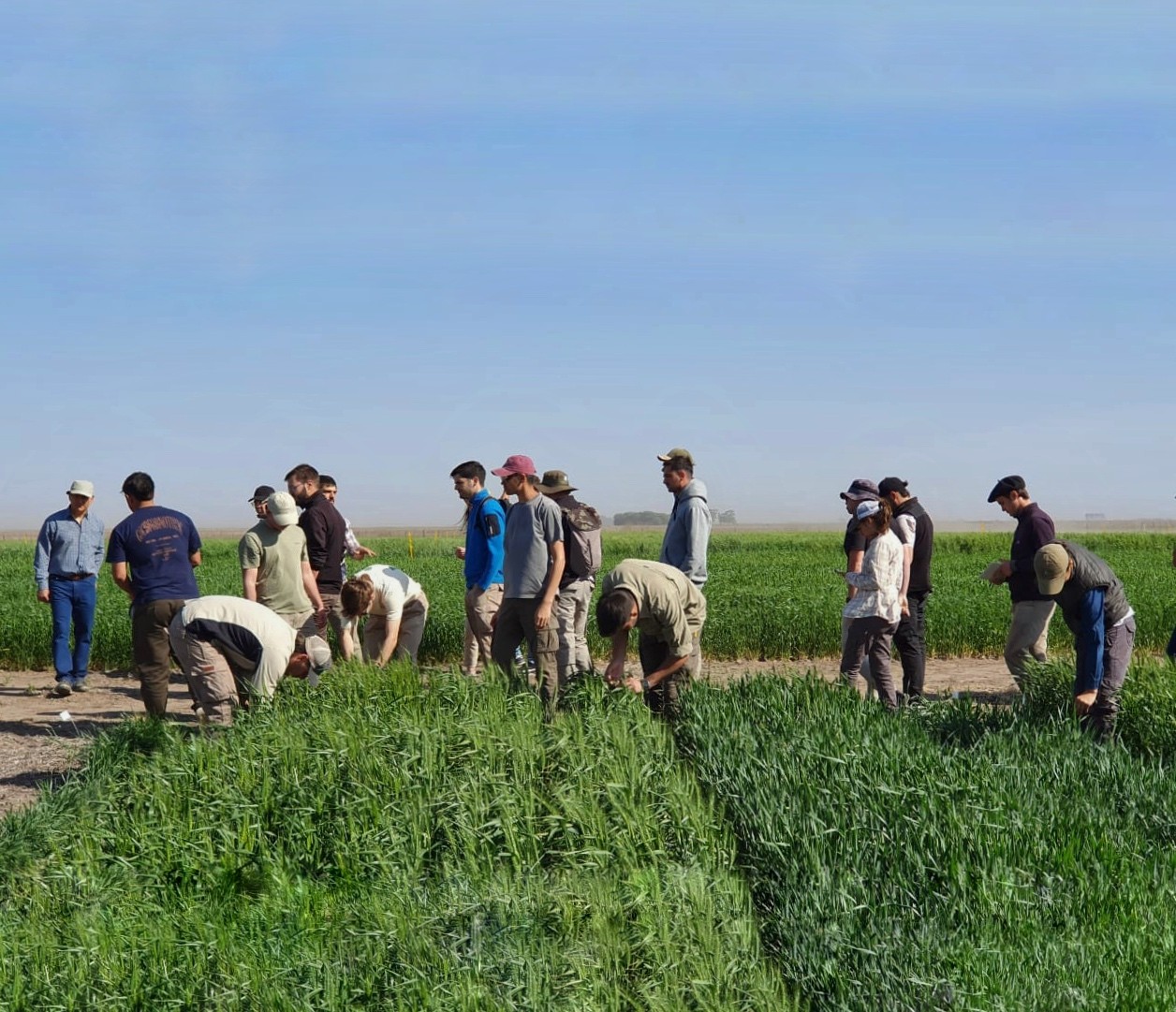 a group of people flying kites in the sky