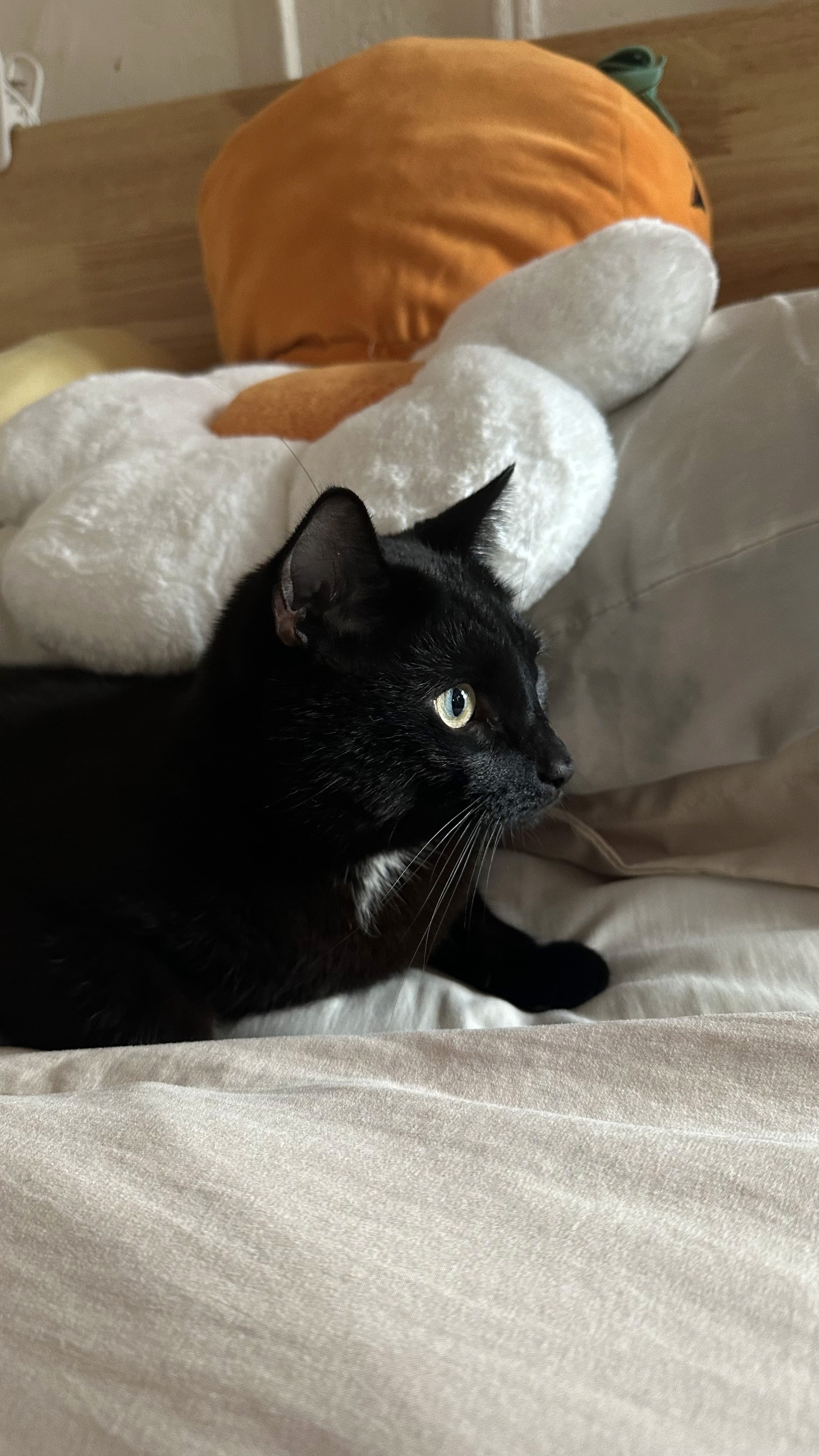 black cat on a couch