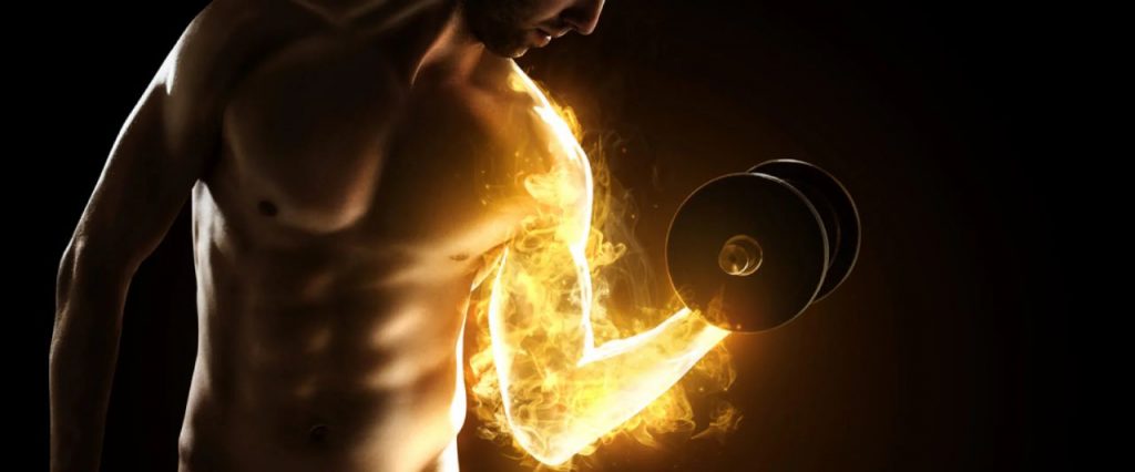 Turkesterone e o ganho de força muscular.