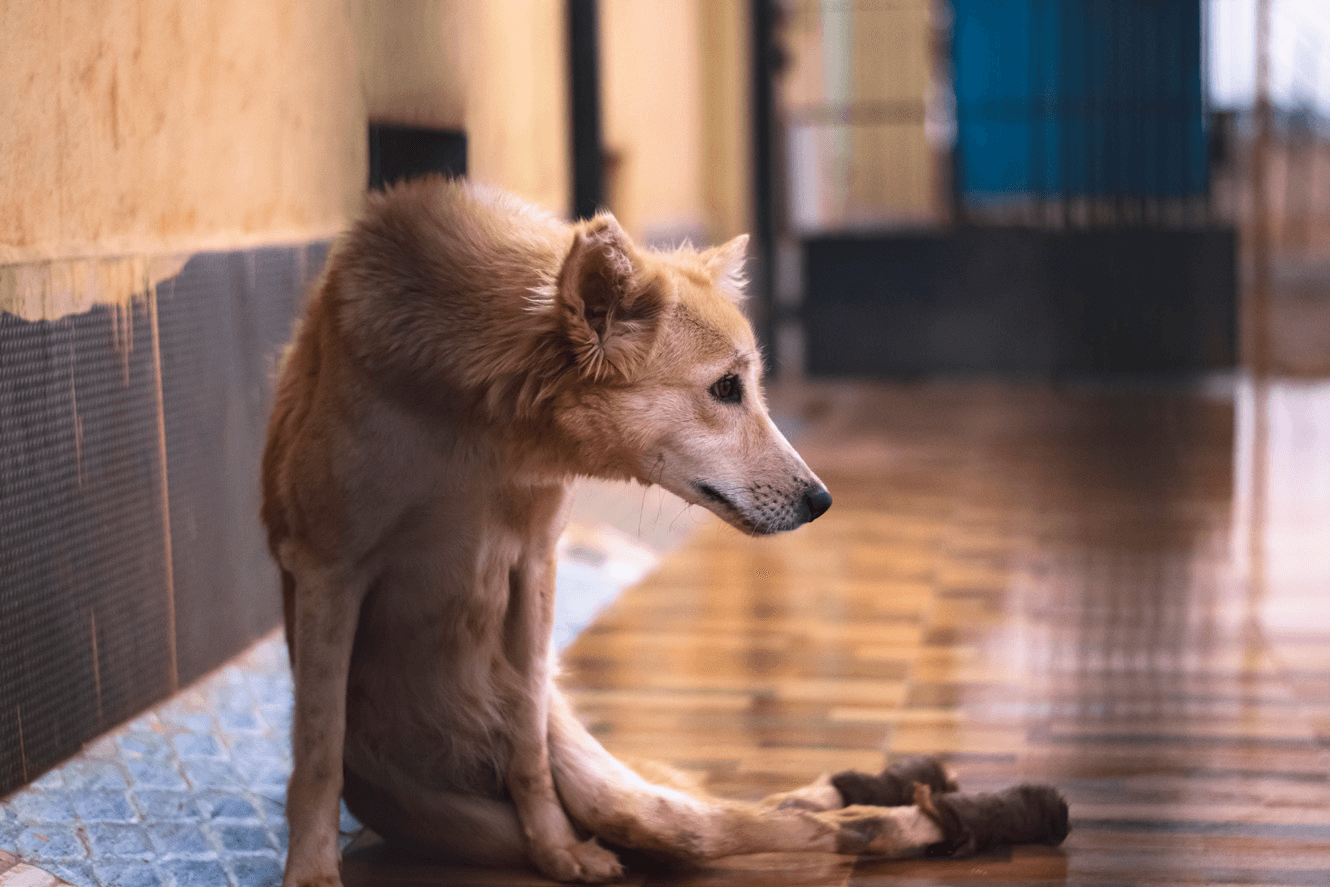 Rescued dog getting a second chance, representing animal care and compassion