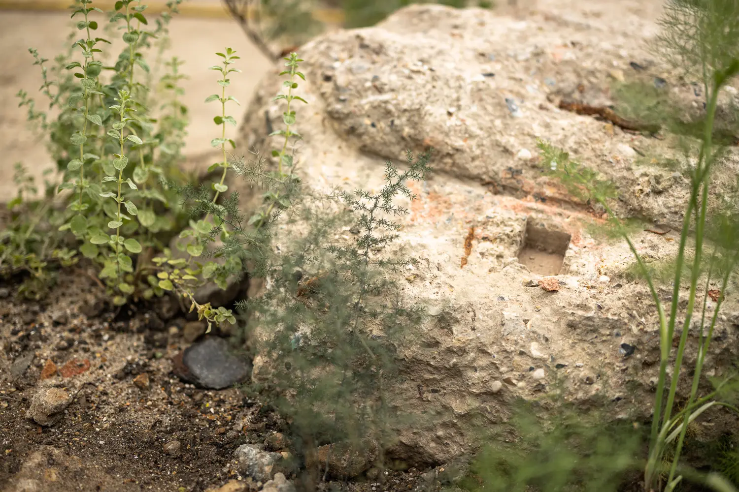A close-up of a textured rock surrounded by grass, with a small stream visible nearby.