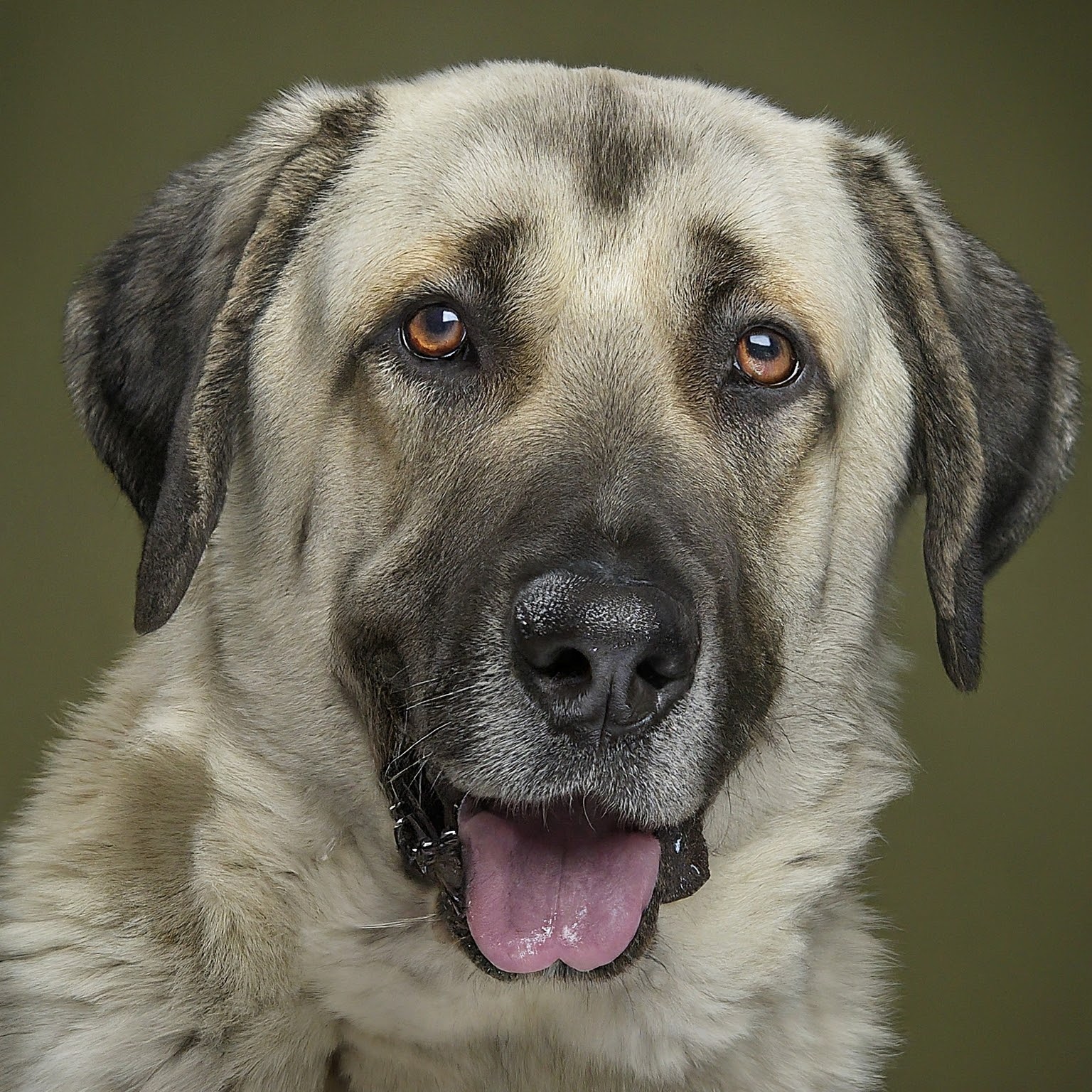 BUDDYUNO, Anatolian Shepherd Dog