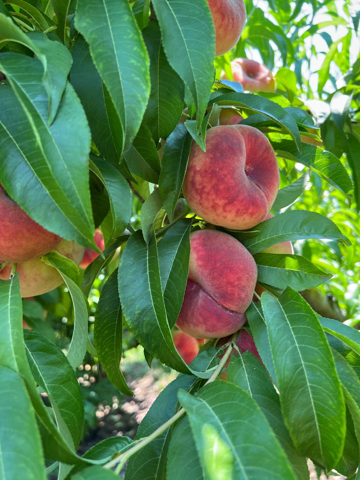 Flat peaches on branch, exotic fruits grown in Greece.