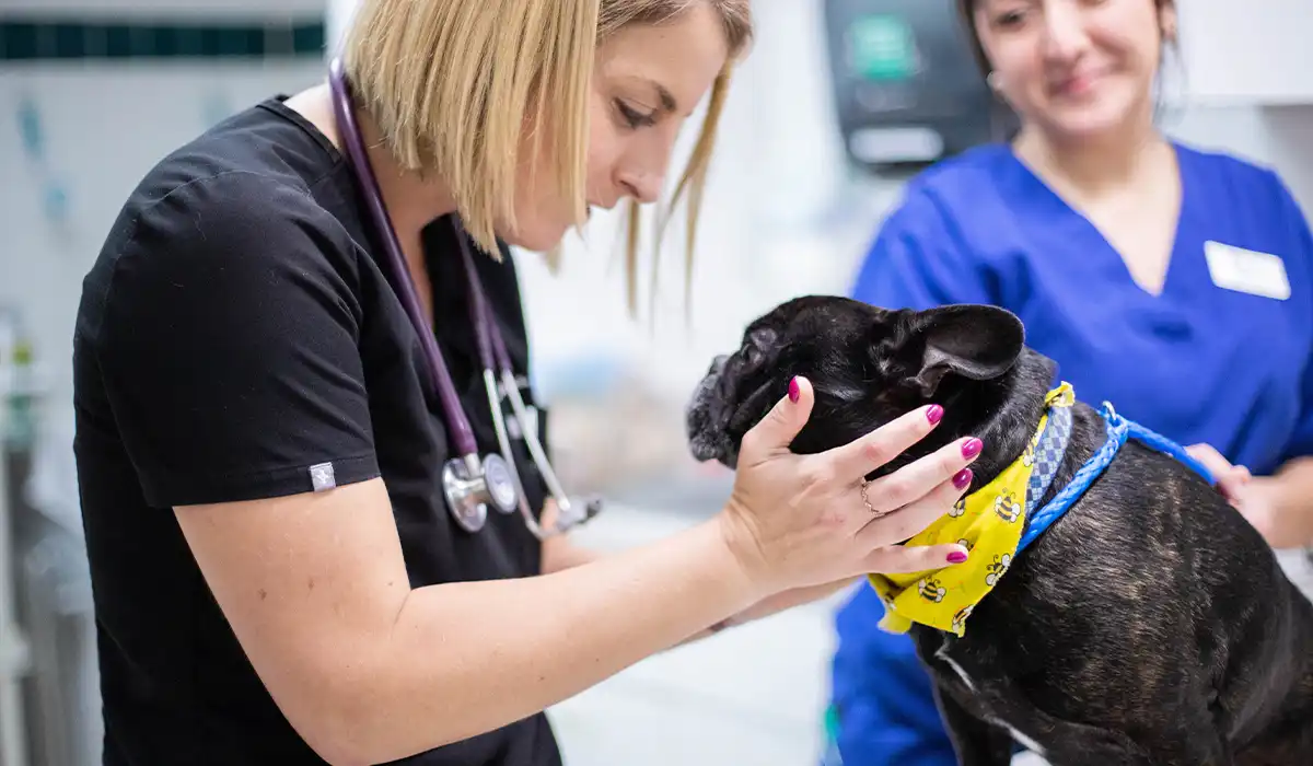 Veterinarian happily playing with a puppy