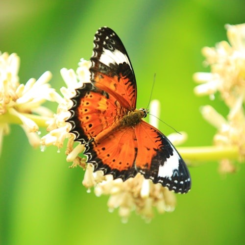A vibrant orange butterfly with black and white wing edges perched on a cluster of small, pale flowers, set against a green blurred background.