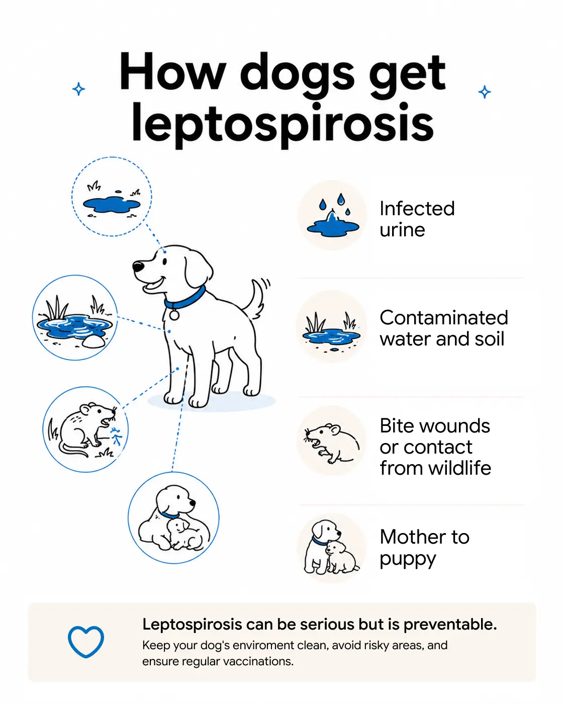 An infographic showing the ways dogs can get leptospirosis.
