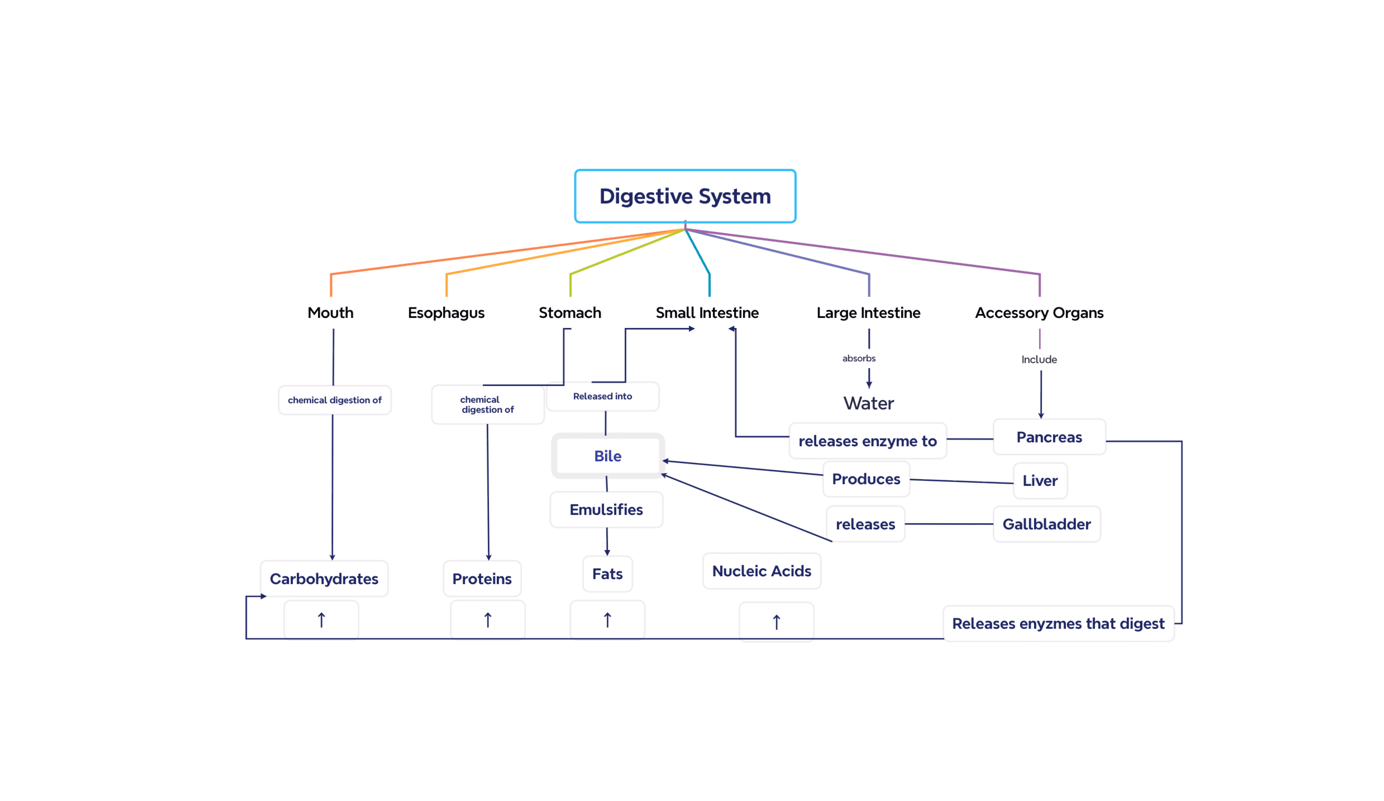 消化系統組織圖模板,導圖器官和消化過程的分支層次結構