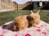 two cute brown rabbits