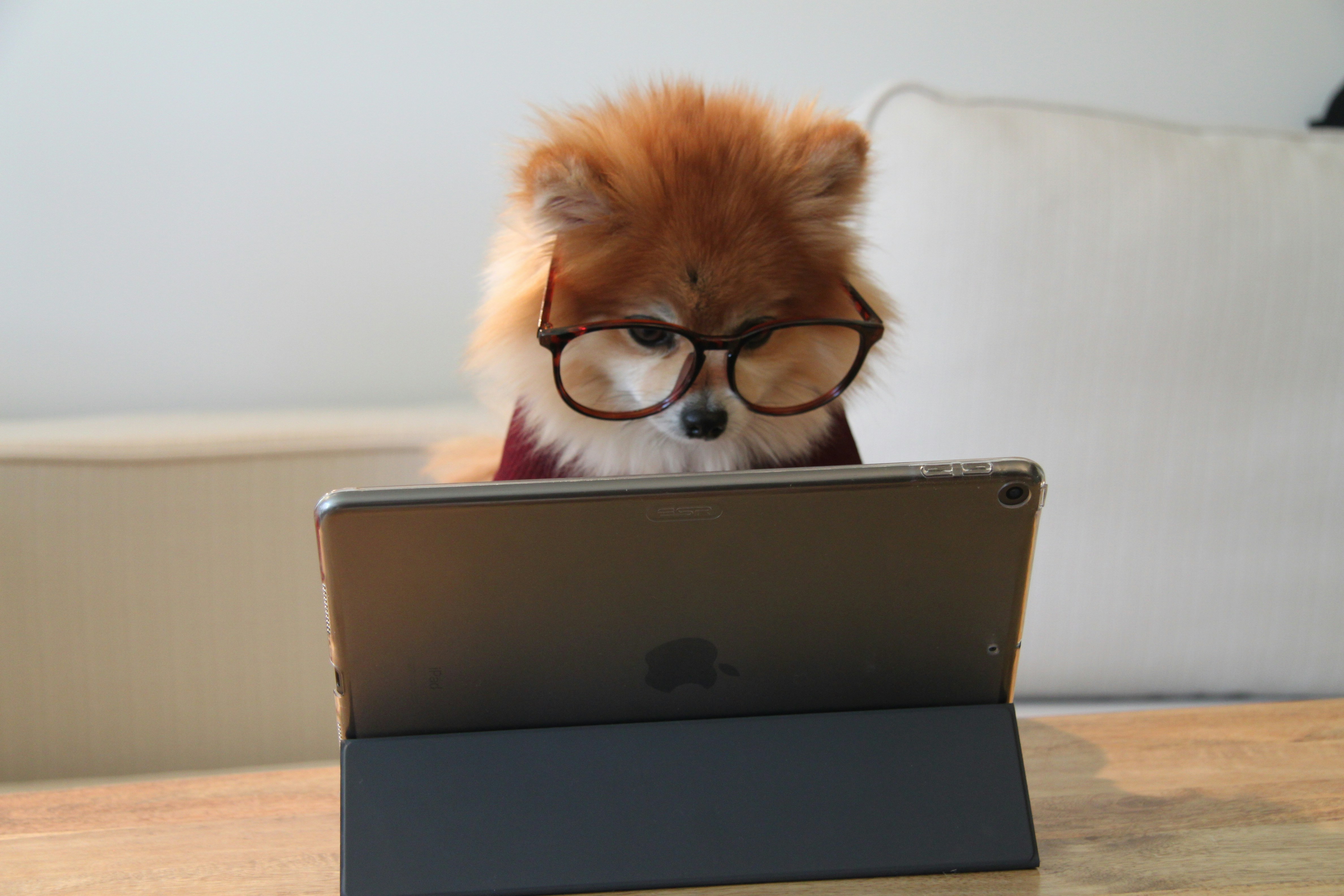 a cute pomeranian using a tablet and wearing glasses