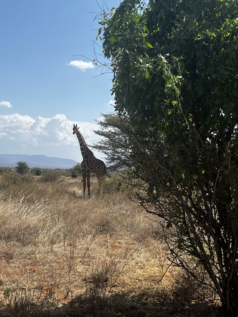 Reticulated giraffe spotted at Samburu National Park