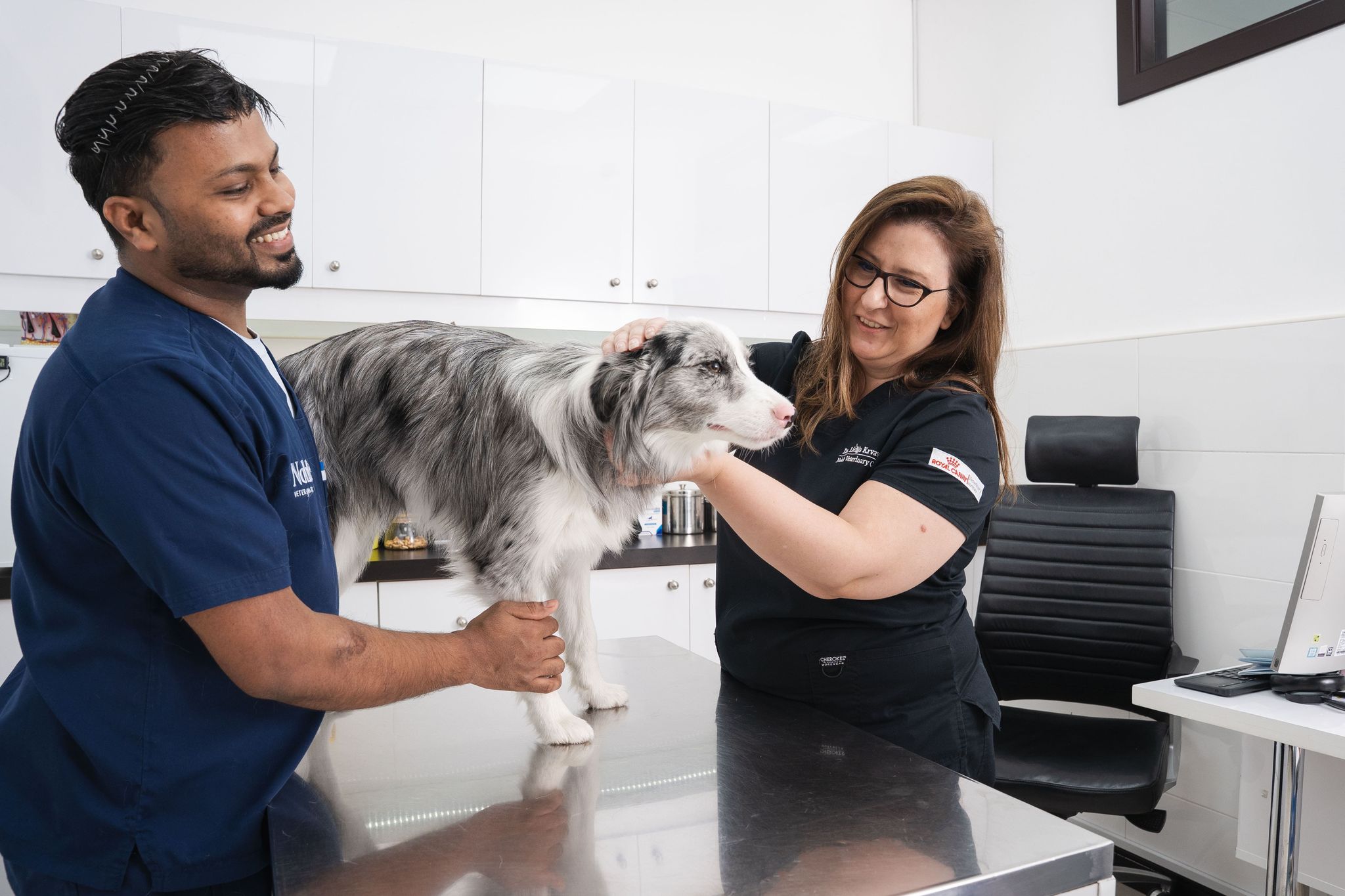 Vet examining a dog for signs of the Giardia parasite during a Giardia in dogs health check.