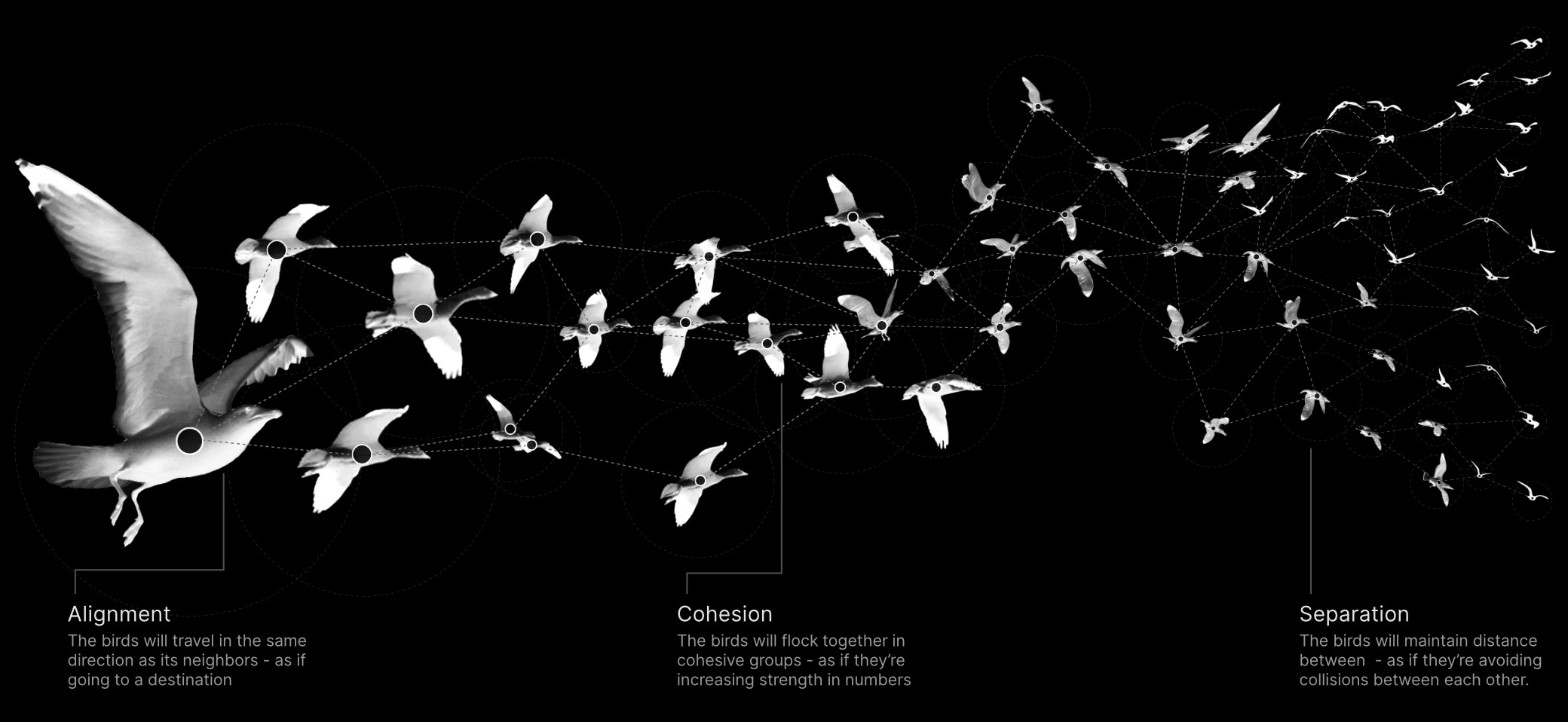 The boid algorithm is an artificial life program, developed by Craig Reynolds in 1986, which simulates the flocking behavior of birds using three simple rules...