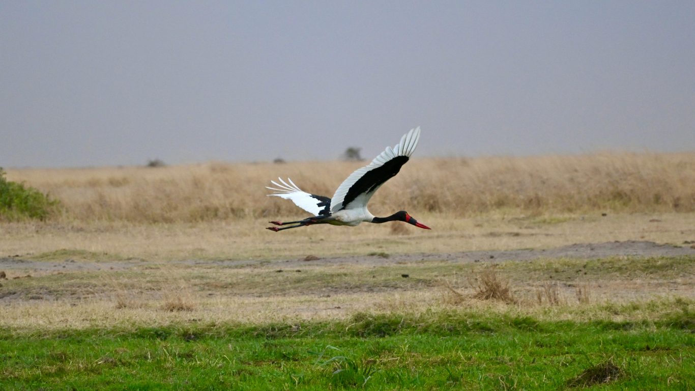 Africa's Tallest Stork
