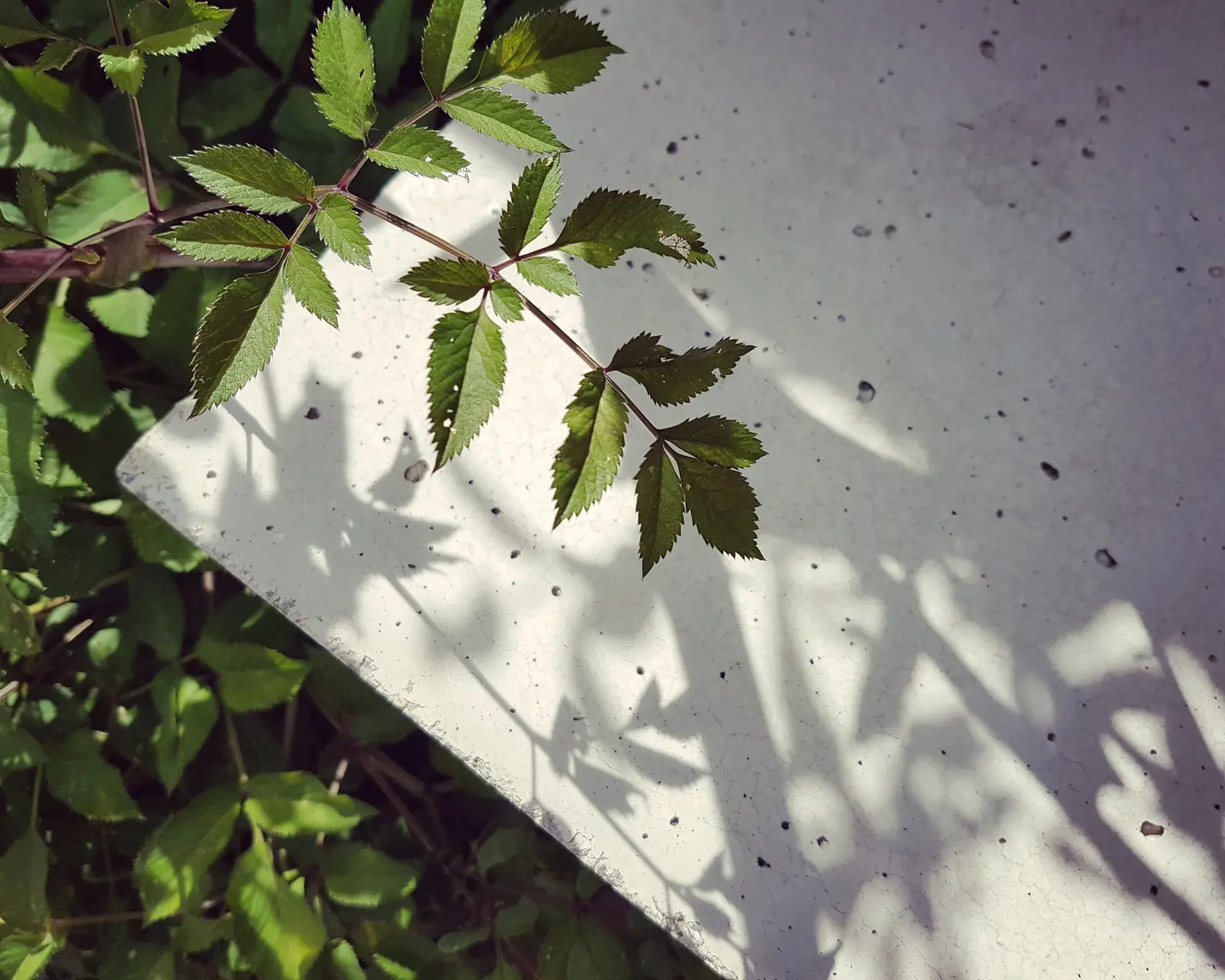 Green leaves cast shadows on a textured white surface, creating a natural pattern of light and shadow.