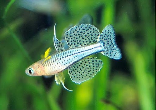 A Dotted Blue Eye fish in a fish tank