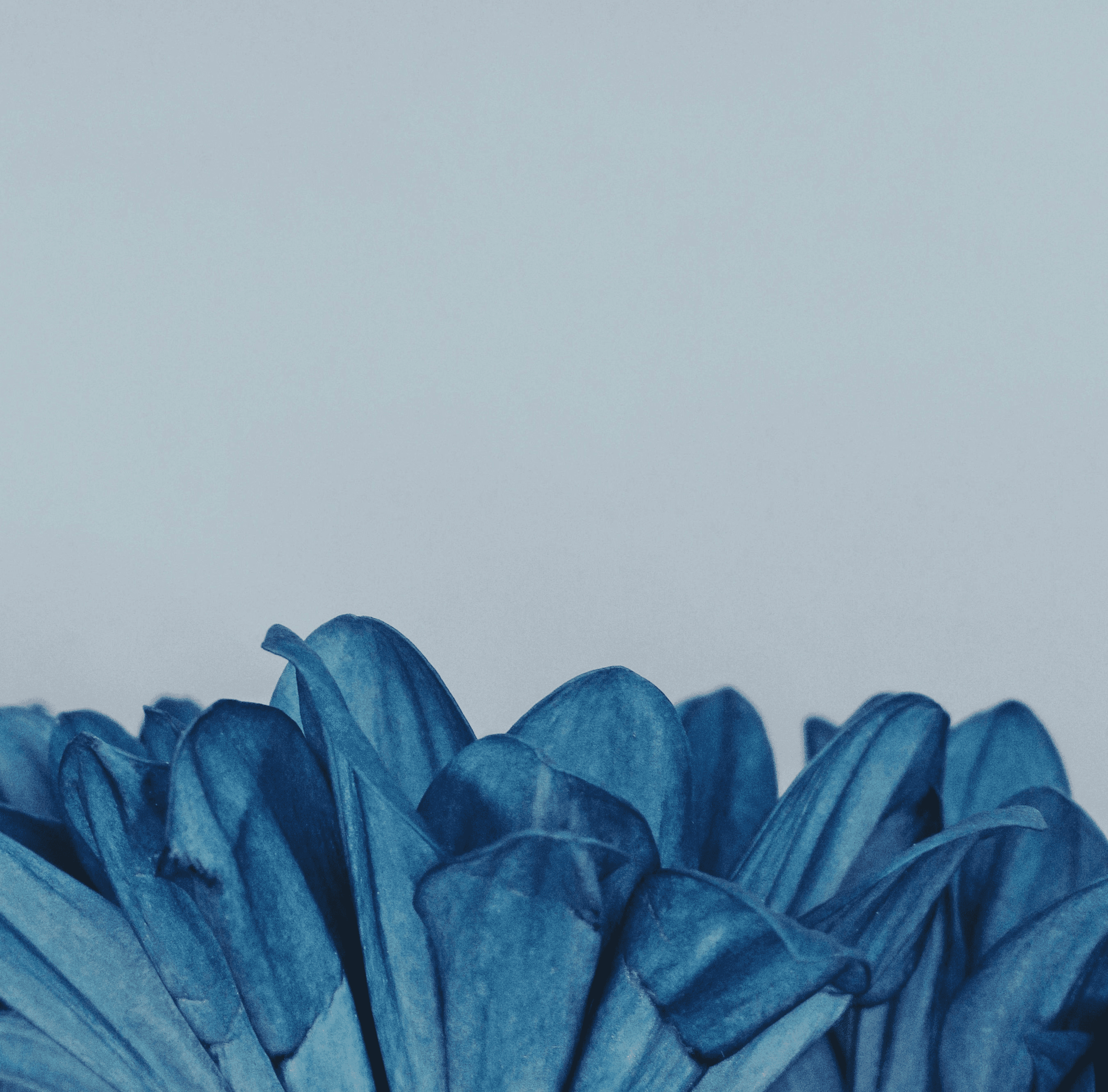A bright yellow sunflower against a dark background.