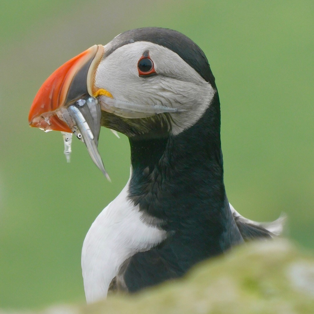 Atlantic Puffin