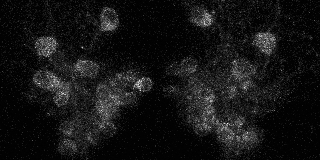 Movie showing calcium activity of neurons in zebrafish brain.