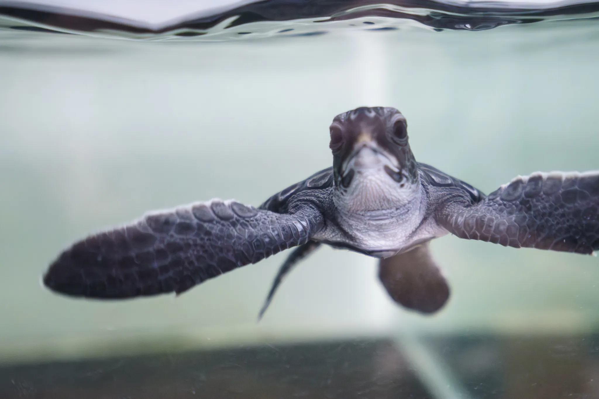 水槽内で泳ぐウミガメの正面からの姿