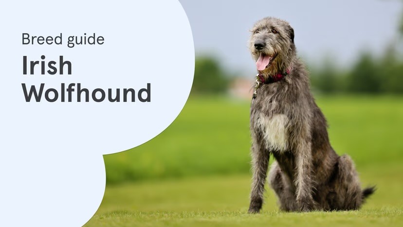A large grey Irish Wolfhound sits tall on a green lawn with tongue out, alongside a "Breed guide: Irish Wolfhound" text graphic on a pale blue background.