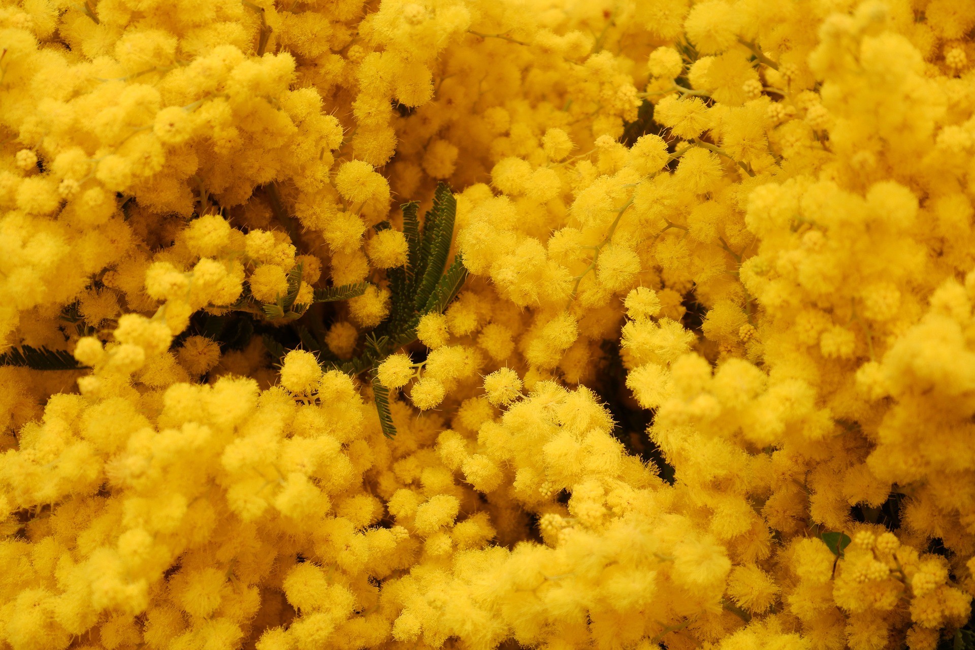 Balade en side-car sur les routes du mimosa