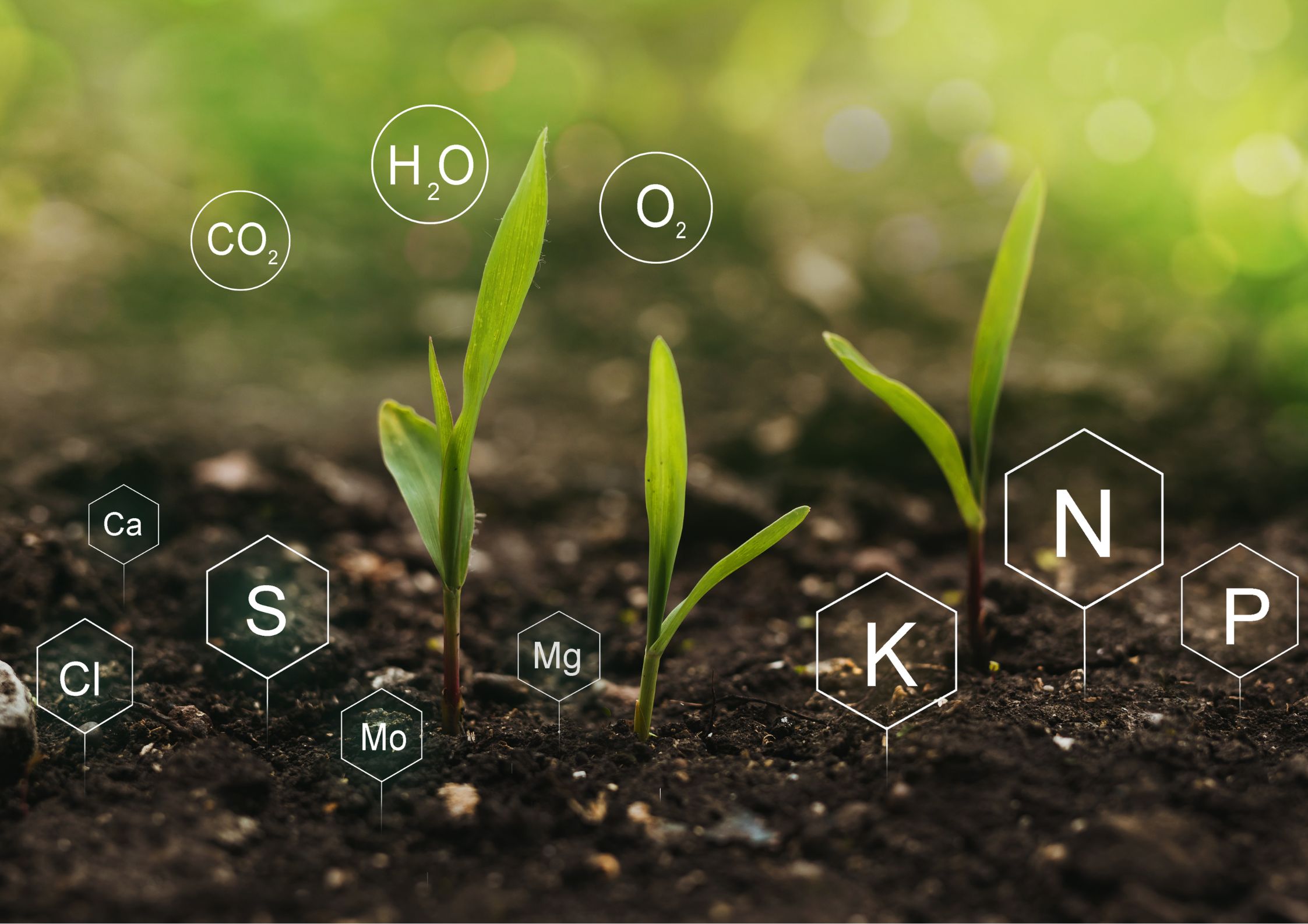 Protection for plants against winter cold