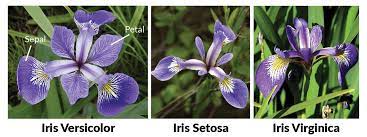 Iris flowers classification