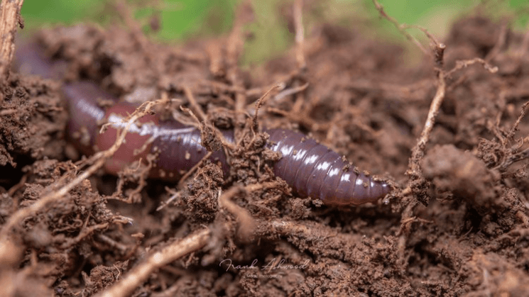 Lady in green overalls in a field doing an experiement