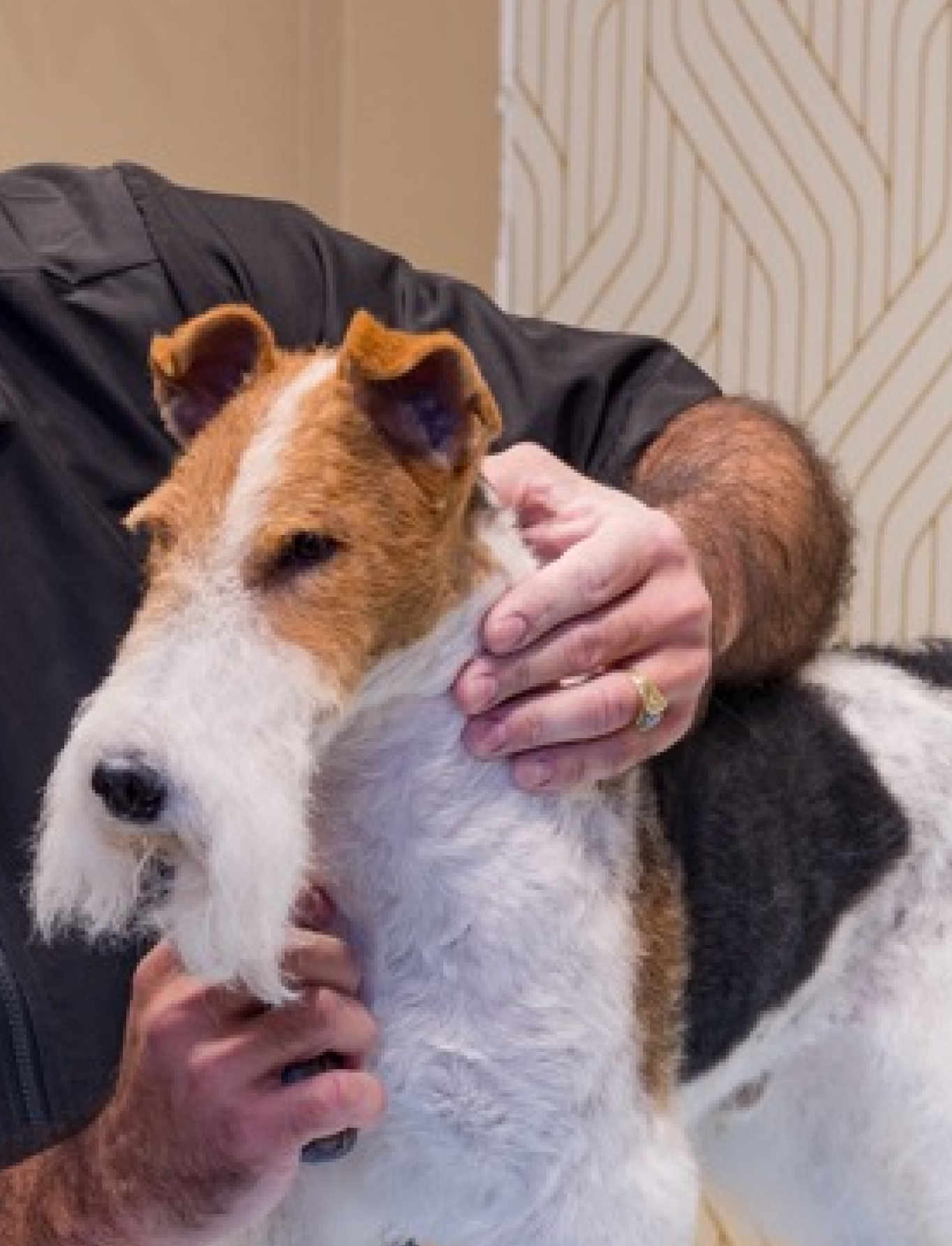 Close-up of a wire-haired terrier during grooming to highlight precision, texture, and expert handling with calm confidence.