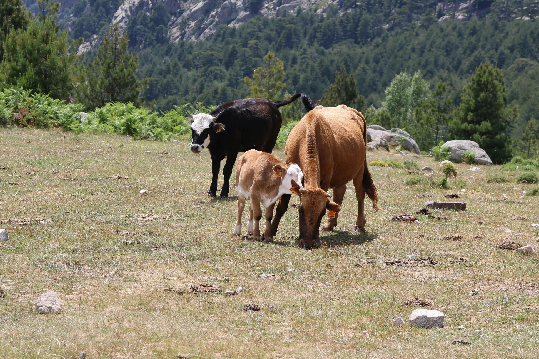 Cuántas calorías necesita una vaca de carne por día