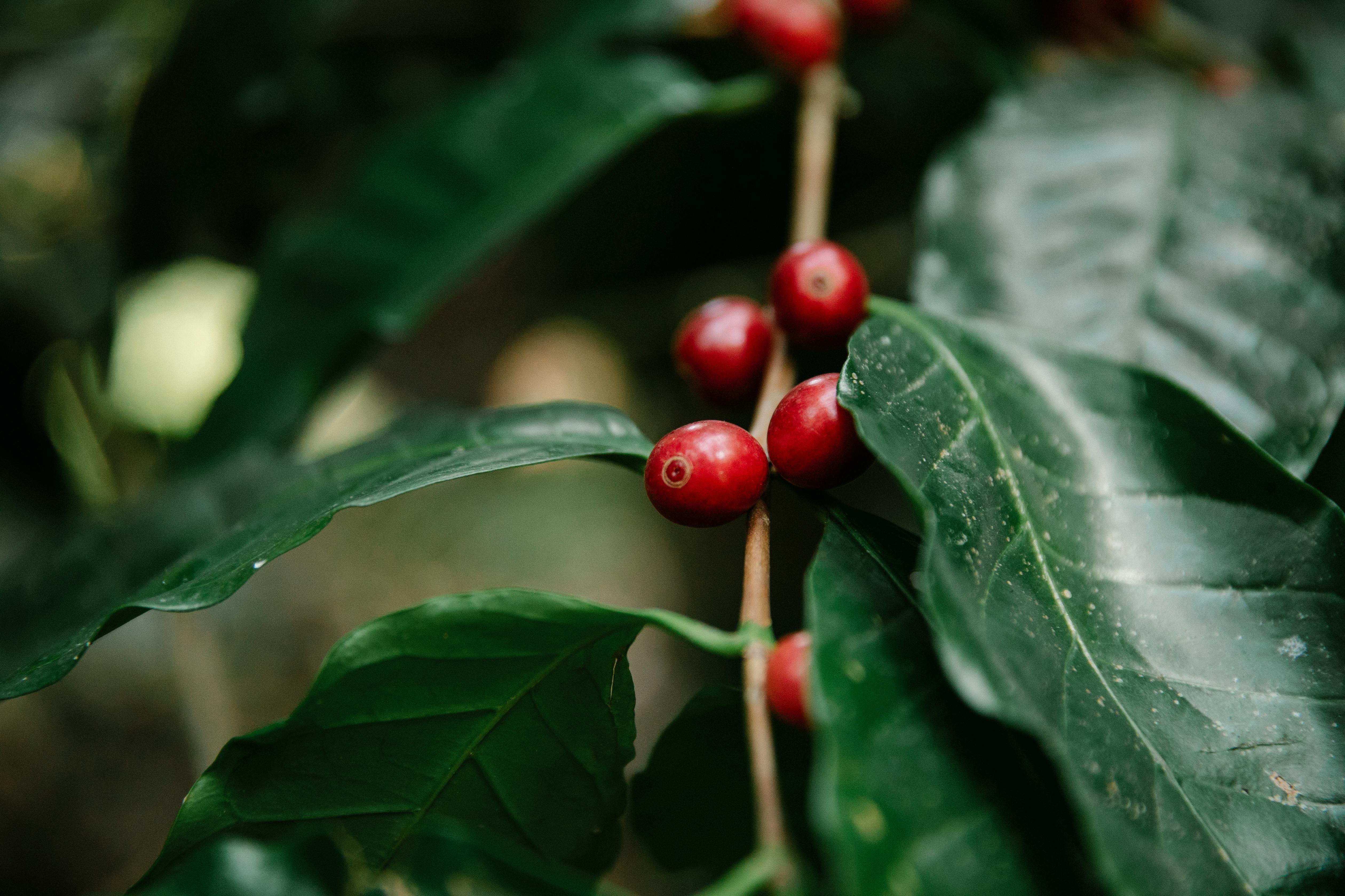 Fuji coffee beans