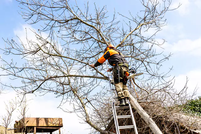 Boise tree cabling and tree bracing