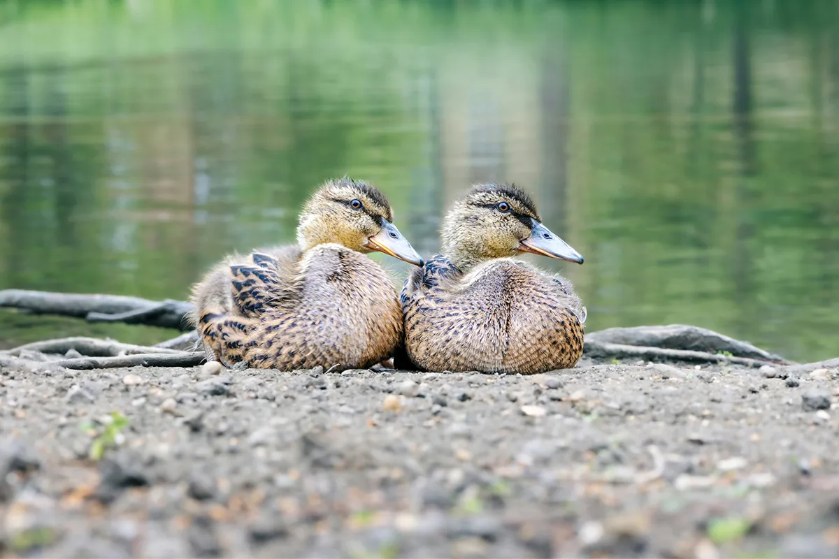 natura-2000-tierbeobachtung-paradies-wildenten-traunxperience-lambach-wels-oberösterreich