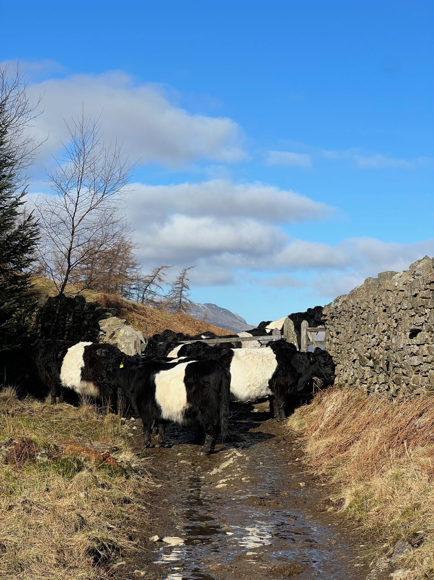 Cows blocking the muddy path around a gate.