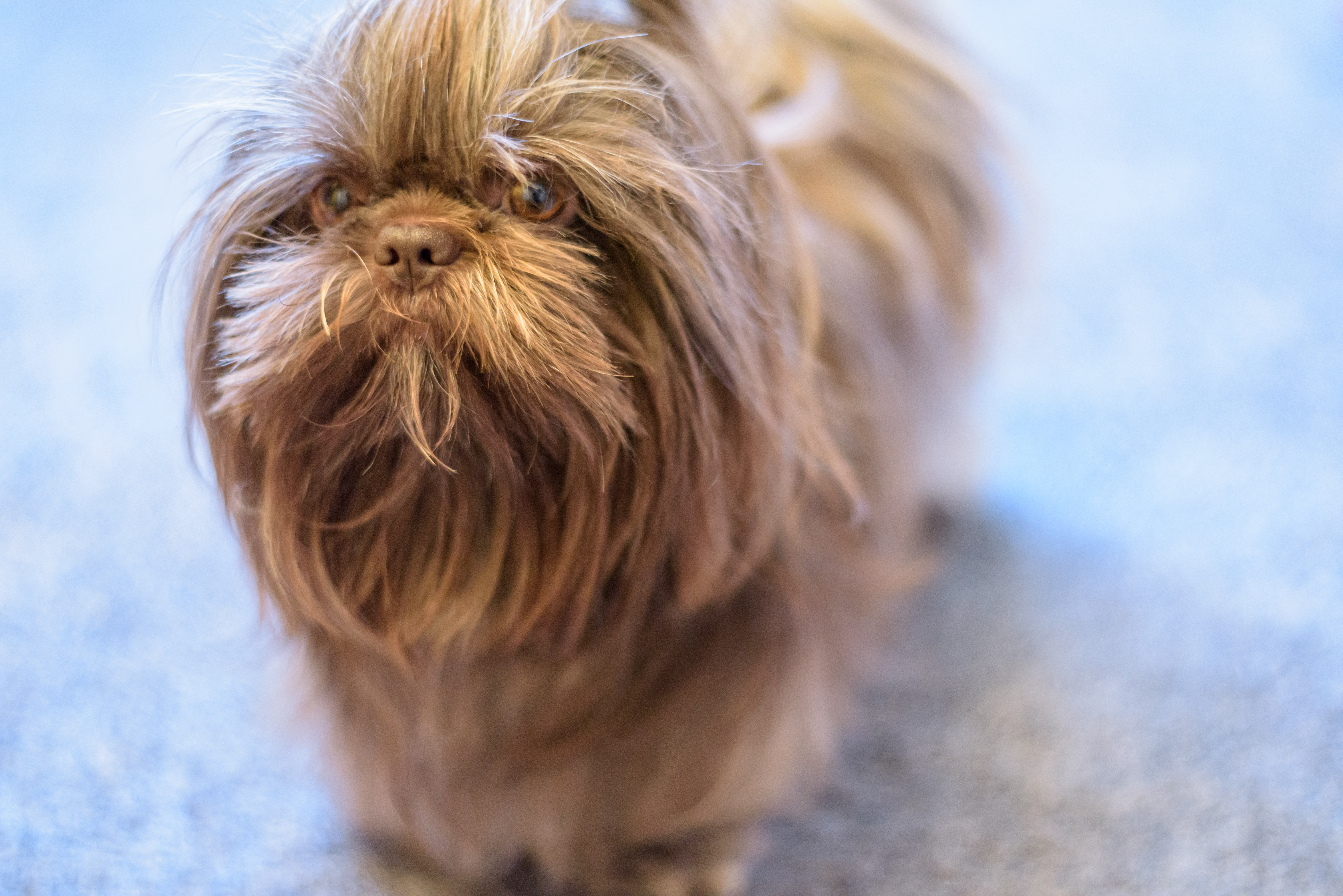 Bild des Hundes von Stella Bodensteiner