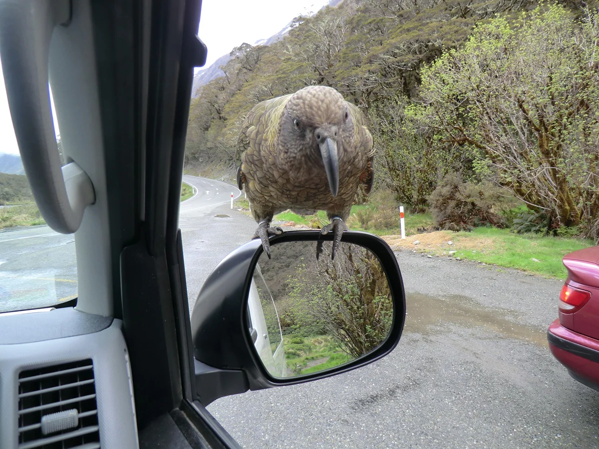 Kiwi Vogel hockt auf einem Autospiegel