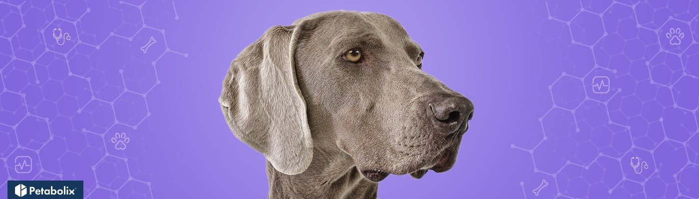 Weimaraner image