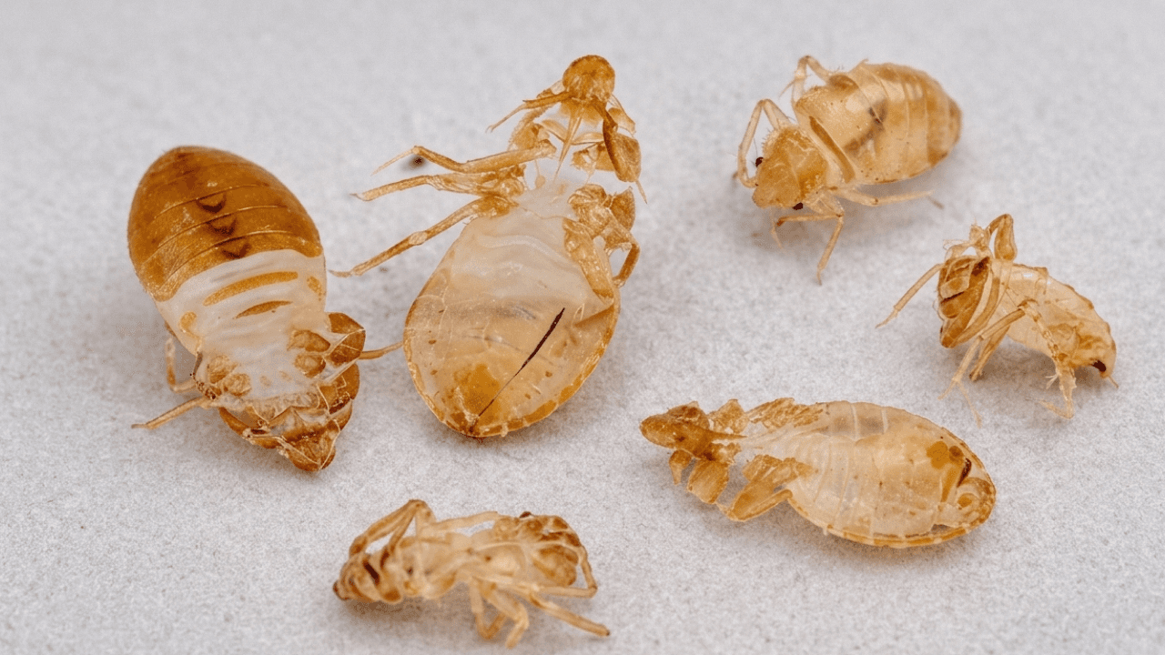 Plusieurs exuvies de punaises de lit sur fond blanc