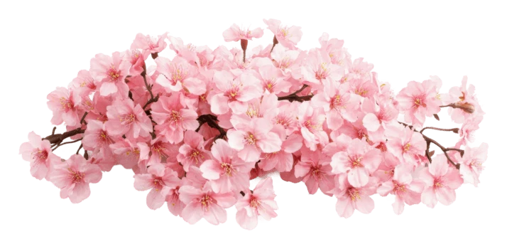 Pink cherry blossom branch