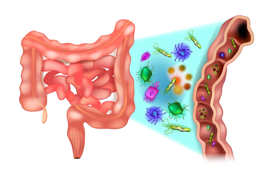 Gut Health Bacterial Diversity