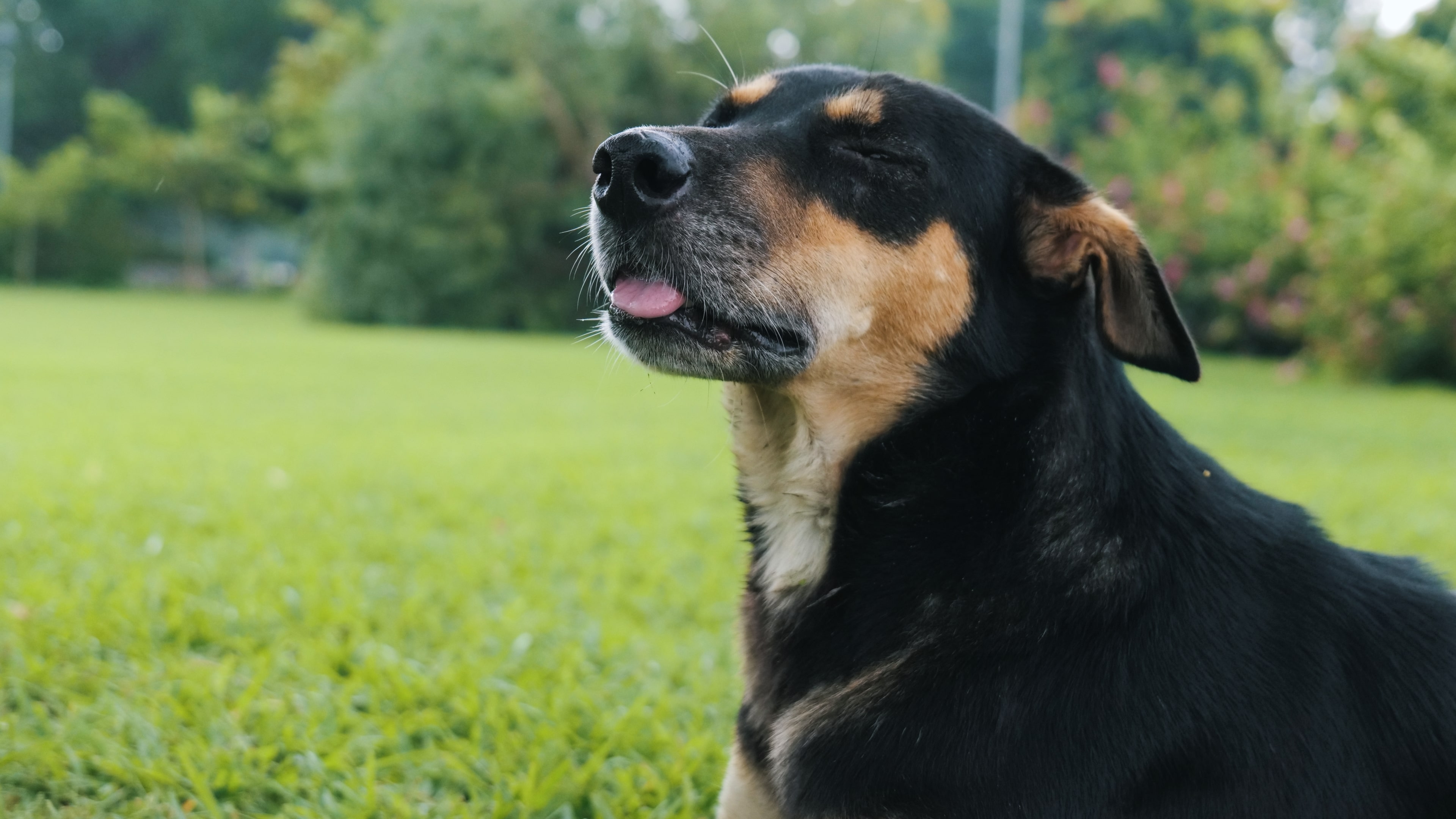 Cute dark and tan community dog savoring a delightful treat, eyes closed, head tilted, and tongue out.