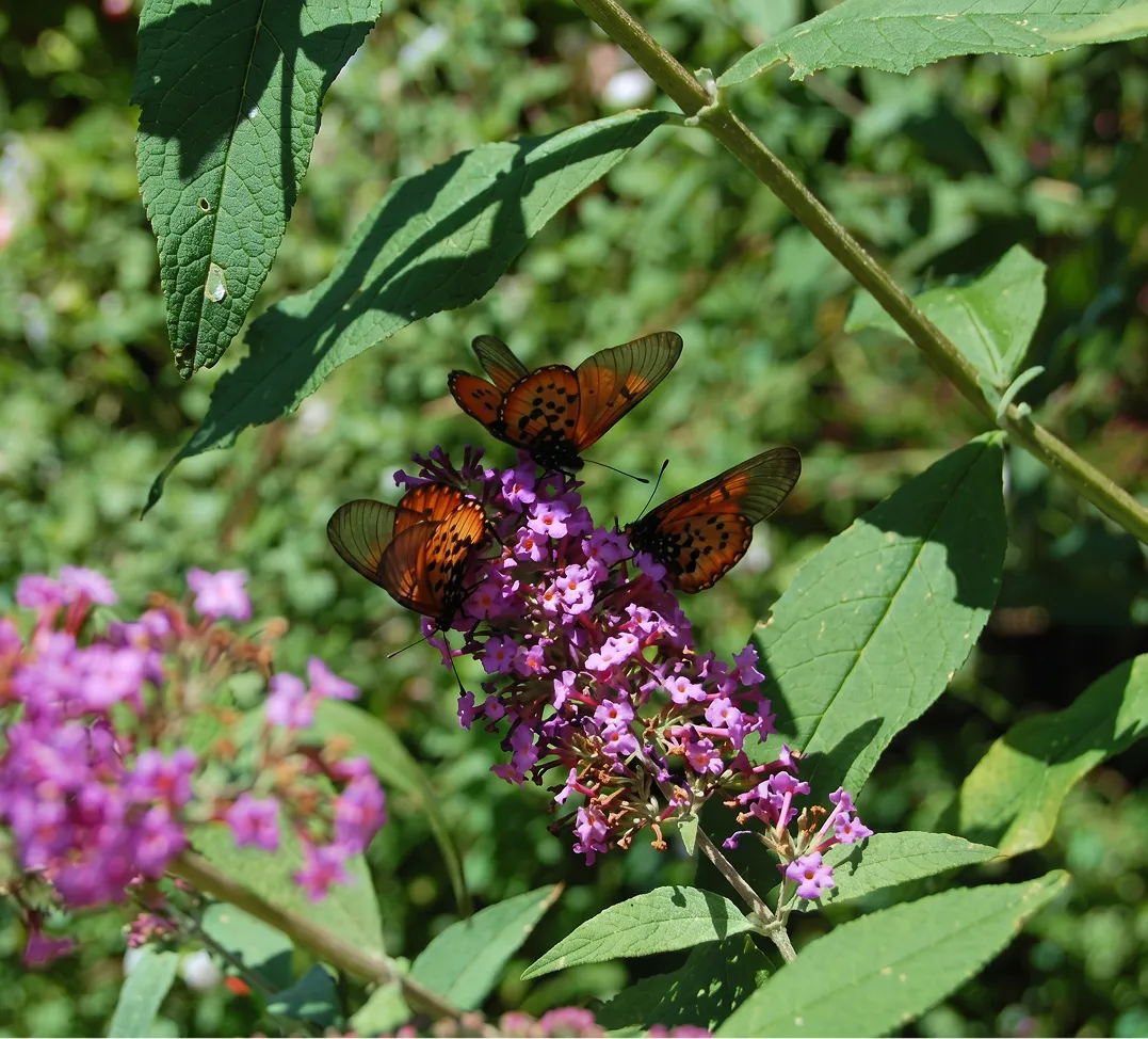 Kuhestan Gardens Flowers